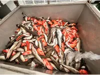 Паром на продажу