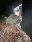 Буксир на продажу
